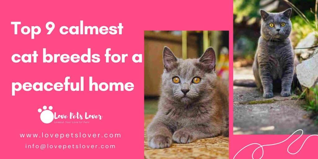 Top 9 calmest cat breeds for a peaceful home