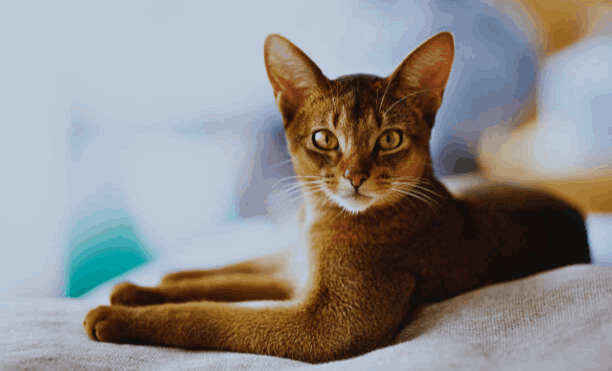 Abyssinian Cat