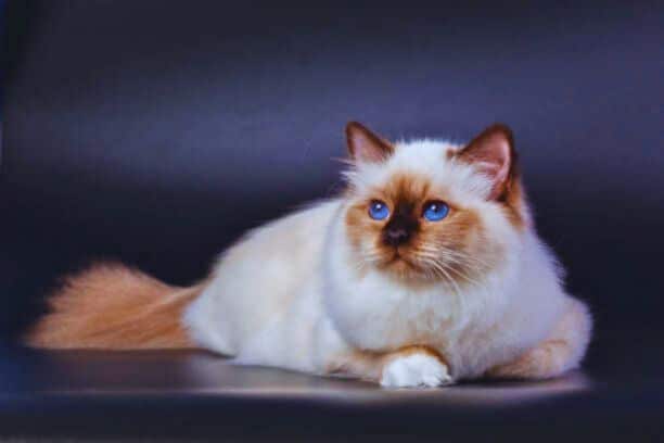 Birman Cat