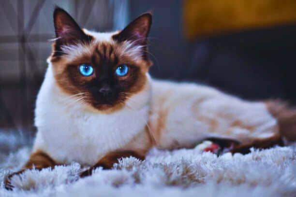 Birman Cat