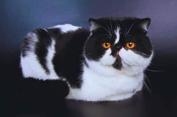 Exotic Shorthair Cat Breed