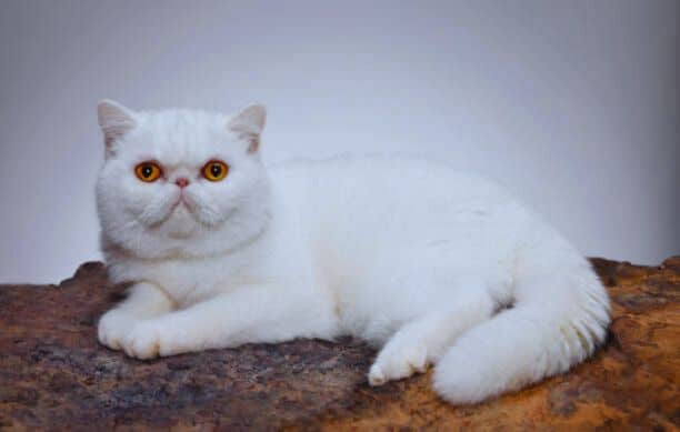 Exotic Shorthair Cat