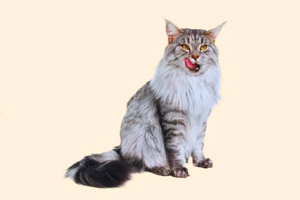 Maine Coon Cat