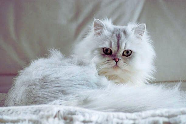 Persian Cat