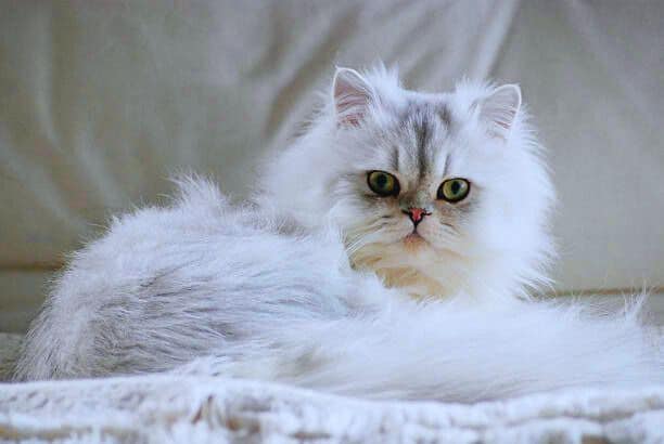 Persian Cat