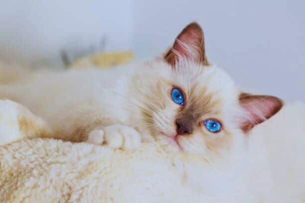 Ragdoll Cat