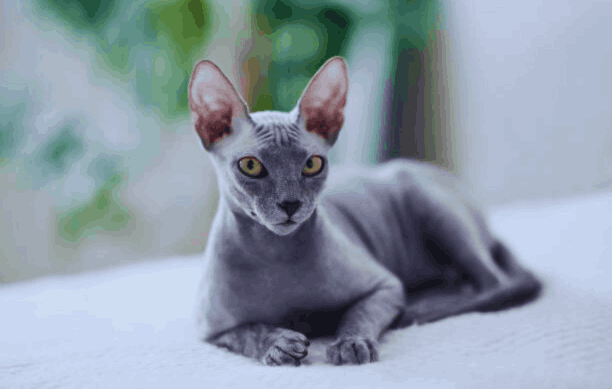 Sphynx Cat